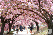 겹벚꽃 사진 명소로 떠오른 대구대 경산캠퍼스