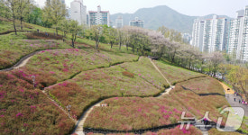 듬성듬성 핀 철쭉