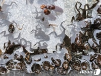 울산 중구, 산란지 이탈한 황방산 ‘두꺼비 올챙이’ 긴급 구조