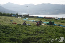 [진도의 섬, 세상의 별 ①] 세상의 극치…꽃같은, 별같은 섬 조도