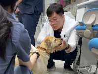 화상 입고 사람 피하던 진돗개…솔동물의료센터 가서 활짝 웃었다