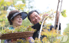 즐거운 옻순 따기