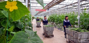 과학 농법 사용한 北 중평온실농장, 실적 1.2배 증가
