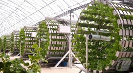 북한 중평온실농장 작물 가짓수 다양, 생산성도 높여