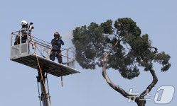 법의 날 앞두고 목욕하는 천년향