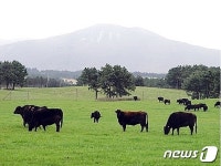 세종대왕 즐겨먹은 천연기념물 제주흑우, 일반인에 공개