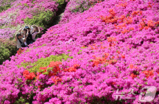 보랏빛 물결 이루는 백양산 정산