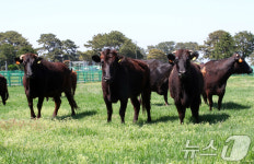 제주흑우 만나러 오세요