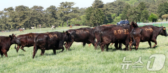 제주마 집 뛰노는 제주흑우