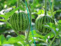 北 연포온실농장, 채소 생산량과 품종수 증가