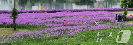 영천 강변공원 수놓은 보랏빛 유채꽃