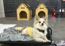 주인바라기 줄리, 새주인 기다려요…1년 철장 생활에도 사람좋아!