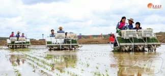 북한 농촌, 올해 첫 모내기…농장원들 기세 대단