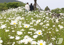 데이지꽃밭에서