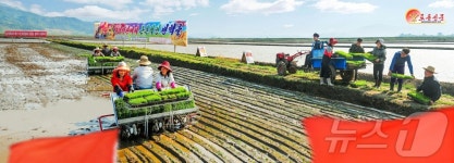 北 안변군 오계농장, 모내기 시작…올해 100여 정보에 온실모 목표