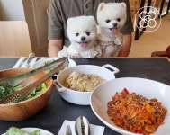 동물병원비 보장부터 동반 식당 혜택까지…코코스퀘어, 펫보험 출시