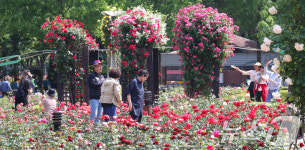 로즈데이 장미 꽃밭 산책