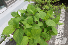 닦아도 닦아도 검댕이…금호타이어 정문 앞 상인들 망연자실