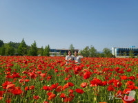4700㎡ 규모 양귀비꽃 만개…진주시 두메실농업테마파크