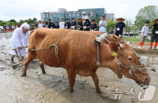 두 마리의 소가 끄는 겨릿소 써레질