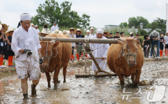 [뉴스1 PICK]힘내소! 홍천 겨리농경문화 시연