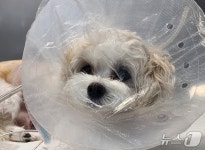 넬동물의료센터, 복합형 심실중격결손 심장수술 성공…세계 최초