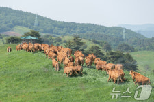 한우 방목