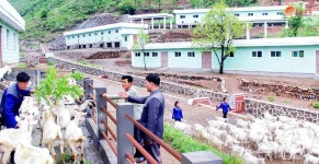 북한, 염소 목장 관리 중요성 강조…가축 증산