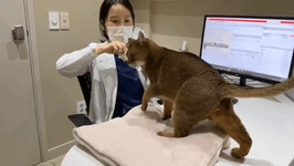 수의사에 냥펀치 날린 고양이, 간식 다 먹고 쿨하게 퇴장…귀여워