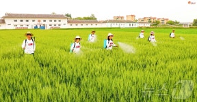 北 함주군 동봉농장 농작물 비배관리 과학적으로 진행