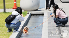 무더운 날씨에 물 속에 들어간 강아지