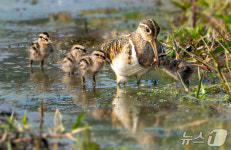 울산 울주군 남창들녘서 천연기념물 ‘호시도요’ 첫 관찰