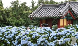 만개한 제주 수국