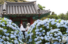 비 멈춘 사이 제주 수국 산책