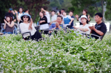 메밀 꽃밭에서 즐기는 멍때리기