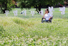 메밀 꽃밭에서 즐기는 멍