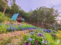 전남 7개 민간정원·수목원서 수국 보며 힐링하세요
