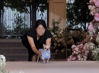신랑에게 총총 감동의 순간…보호자 결혼식서 화동 활약한 치와와