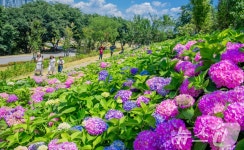 [화보] 구미 양포동 다온숲에 수국 구경오세요…3만 2000송이 만개