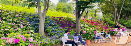 [화보] 구미 양포동 다온숲에 수국 구경오세요…3만 2000송이 만개