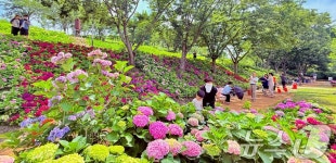 [화보] 구미 양포동 다온숲에 수국 구경오세요…3만 2000송이 만개