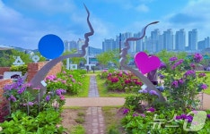 [화보] 구미 양포동 다온숲에 수국 구경오세요…3만 2000송이 만개