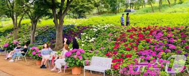 구미 다온숲 수국정원에 놀러오세요