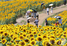 폭염 속 활짝 핀 해바라기