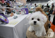 다양한 반려동물 용품 사용해보는 강아지들