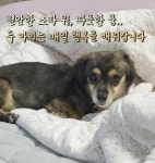 구조동물 치료 봉사한 동물병원…입양까지 훈훈[가족의발견(犬)]