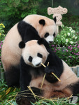 무럭무럭 자란 쌍둥이 판다들