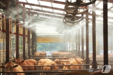 [르포] 소들 생사가 걸렸다…타는 듯한 폭염에 축산농가 사투