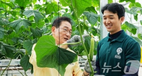 영천시, 지역특화 임대형 스마트팜 오이 첫 수확