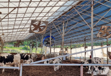 전북 14개 시군 폭염경보…축산농가 피해 급증